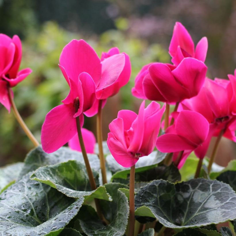 Arrivage de Plantes pour le printemps