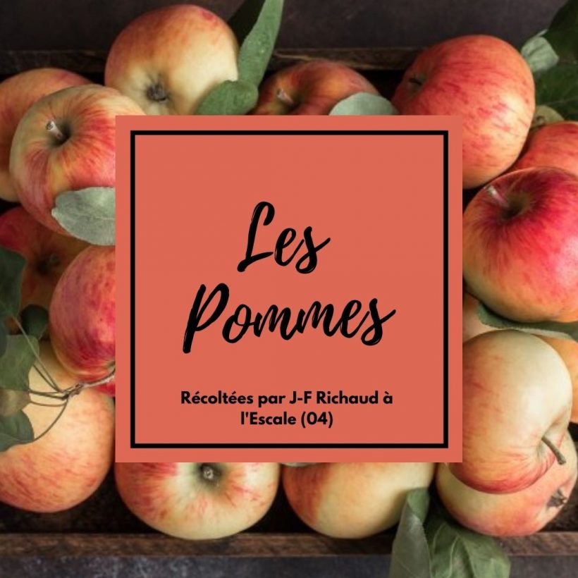 Les différentes variétés de pommes